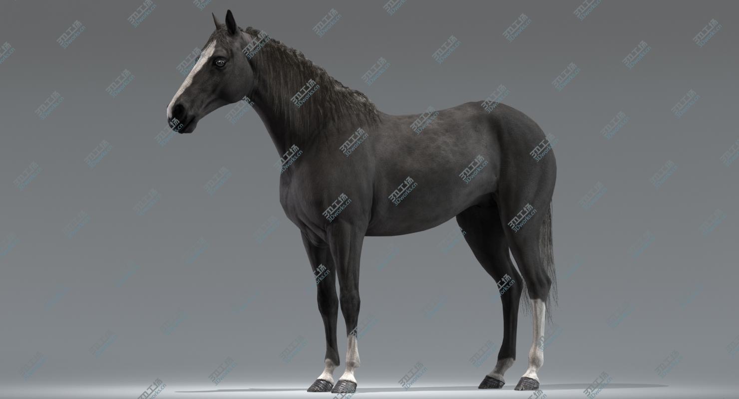 images/goods_img/202104022/Horse (Black) (Rigged) 3D model/1.jpg
